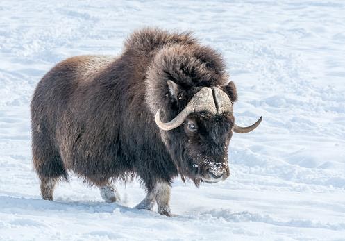 Musk Ox