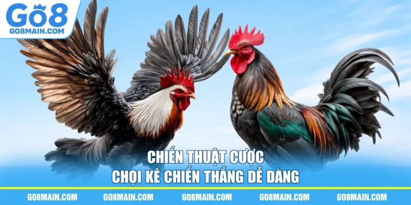 Chiến thuật cược chọi kê chiến thắng dễ dàng